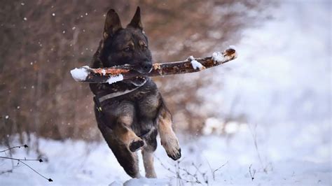 True German Shepherd History