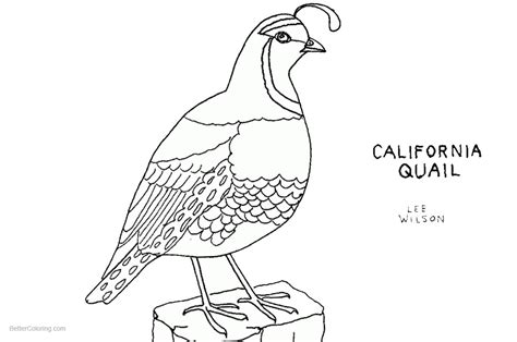Quail Coloring Pages California Quail Line Art - Free Printable
