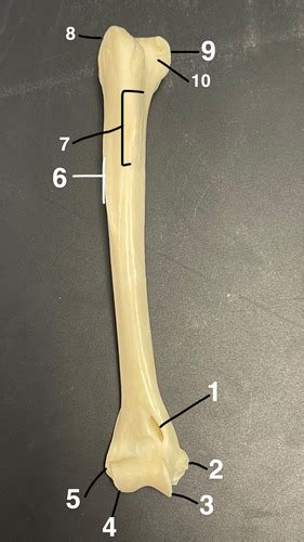 Vertebrate Anatomy Humerus Radius Ulna And Manus Flashcards Quizlet