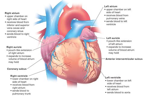 The Four Heart Chambers Anterior External View Diagram Quizlet