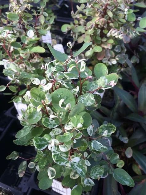 breynia disticha plant care growing basics water light soil