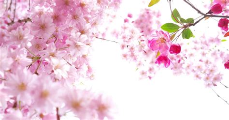 Wallpaper Hp Bunga Sakura 58 Koleksi Gambar