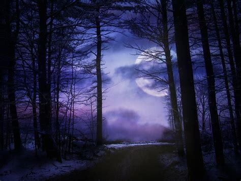 Moonlight Forest Wallpapers Top Free Moonlight Forest Backgrounds