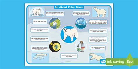 Interesting Facts about Polar Bears - Polar Bear Fact File