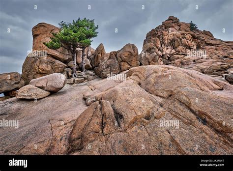 Rock With Pine Trees In Seoraksan National Park South Korea Stock