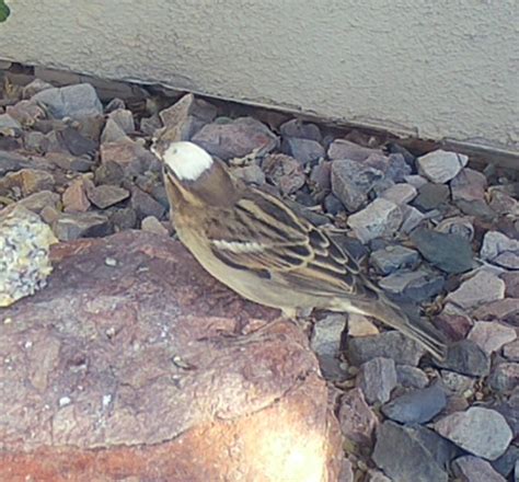 Leucistic House Sparrow? - FeederWatch