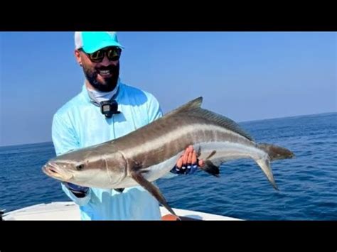 Beast Cobia And Cuda On Micro Jigging Setups Dubai UAE Jan 23