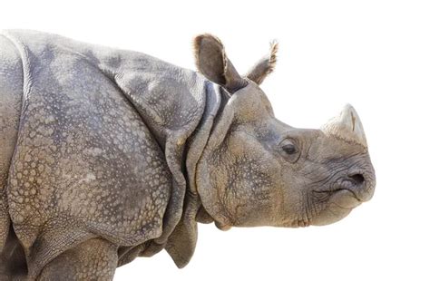Horny Rhino Stock Photos Royalty Free Horny Rhino Images Depositphotos