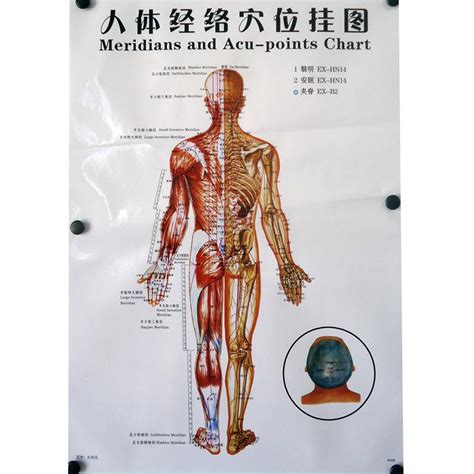 Baixingl Sheets Body Acupuncture Meridian Acupressure Points Posters