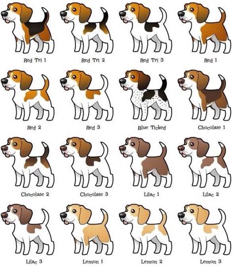 beagle color variations beagle puppy cute beagles beagle colors