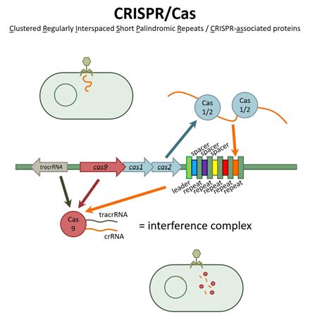 Genetics - CRISPR/Cas Diagram | Quizlet