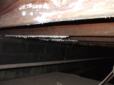 White Mold On Basement Floor Flooring Tips