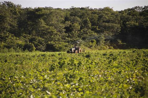 Soya La Agroindustria Que Arrasa Con La Selva Maya Gener Cci N Z