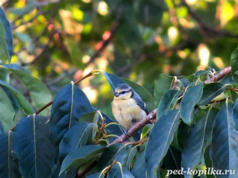 Лазоревка. Одна из самых красивых наших синиц.