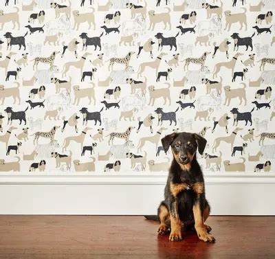 С собачками [52 картинки]