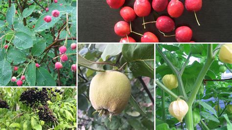 Grow Fruit — Food Garden Life: Edible Garden, Vegetable Garden, Edible ...