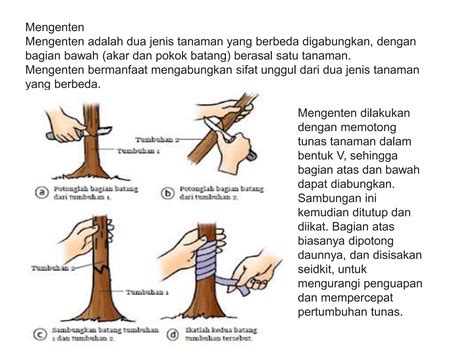 Perkembangbiakan Pada Tumbuhan Dan Hewan Ppt