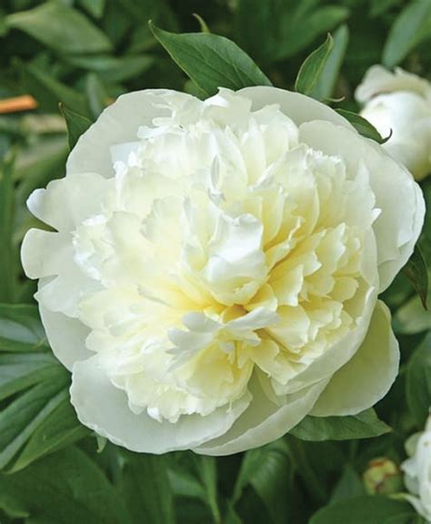 Paeonia Lactiflora Duchesse De Nemours J C Bakker Sons Ltd