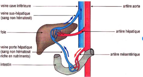 CM 1 INTRODUCTION PHYSIOLOGIE DIGESTIVES Cartes Quizlet