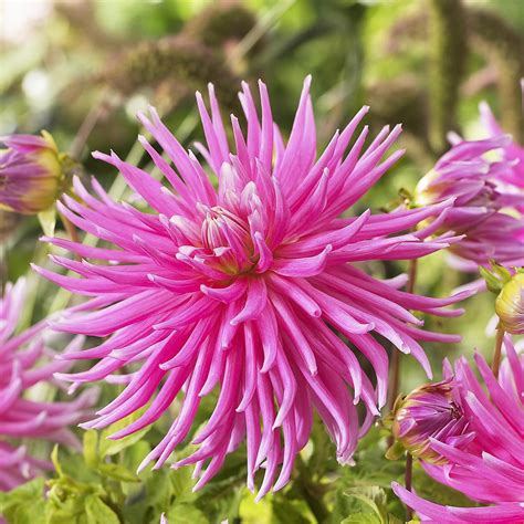 dahlia cactus pink  bulbs p pack lowensvlei flower farm
