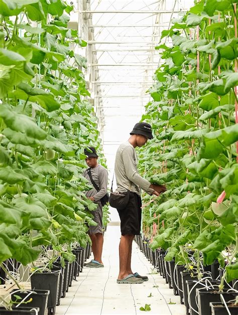 Pt Sweet Greens Indonesia
