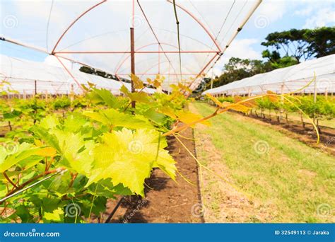 Como Se Chama Plantação De Uva - Plantação da uva na estufa imagem de stock. Imagem de vinhedo - 32549113