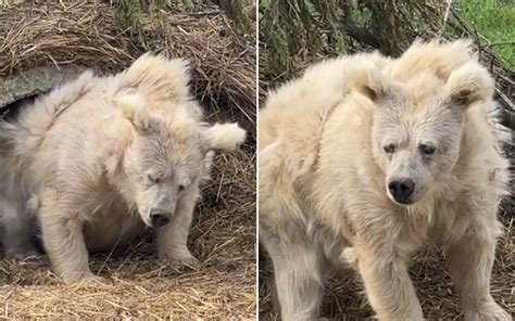 Sleepy Bear Emerges From Den In Very Relatable Video Me On A Monday