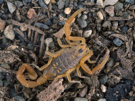 亚利桑那吠声蝎子 Centruroides Exilicauda 以前c Sc 库存图片 图片 包括有 蝎子 昆虫 74698015