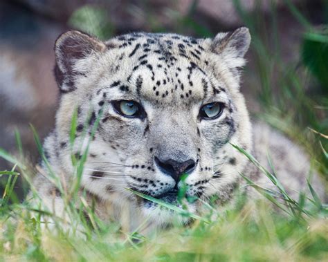 snow leopard      snow leopard stock