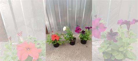 Петуния ампельная купить в Курганинске | Товары для дома и дачи | Авито