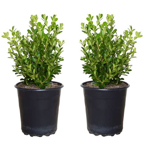 Japanese Boxwood Planting Distance