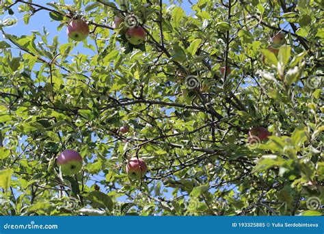 Manzanas Org Nicas Colgando De Una Rama De Rbol En Un Huerto De