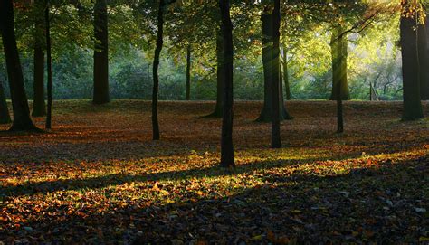 Free Images Tree Nature Forest Grass Meadow Sunlight Morning