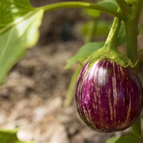 eggplant abc organic gardener magazine