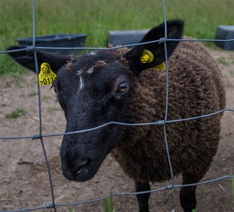 black sheep fenced  photo  pixabay pixabay
