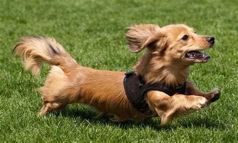 dachshund miniature long haired  interesting facts