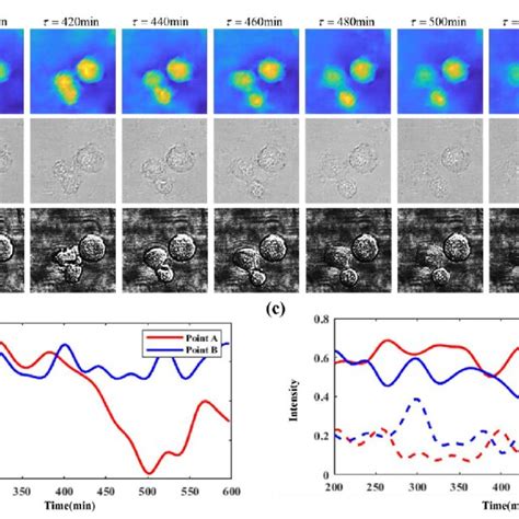 Morphological Changes Of Living Hela Cell During The Division Process