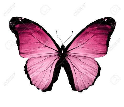 Mariposas Rosadas