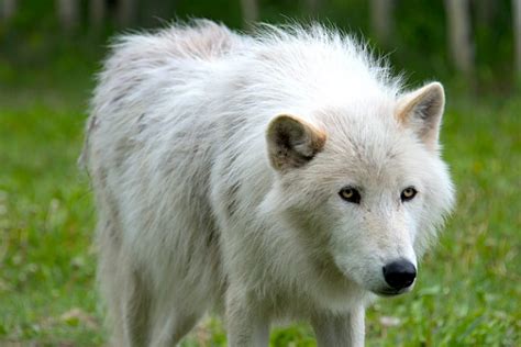 Why Buying a Wolf-Dog Hybrid Is a Completely Selfish Act - Petful