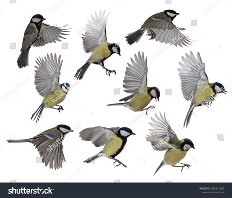 Set Tits Flight Isolated On White Stock Photo Edit Now 1855241005