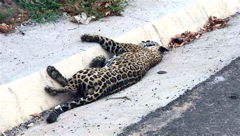 Interpone Profepa Denuncia Penal Por Muerte De Jaguar