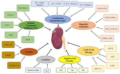 Emerging Immunotherapy Approaches for Advanced Clear Cell Renal Cell