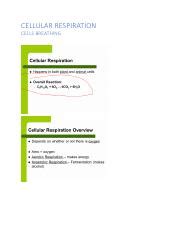 Cellular Respiration Docx Cellular Respiration Cells Breathing I B