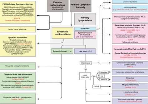 Development and physiological functions of the lymphatic system