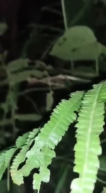 Bengali Bhabhi Fucking For Cash Outdoor All The Neighbouring Vergin Man Cum To Fuck Her