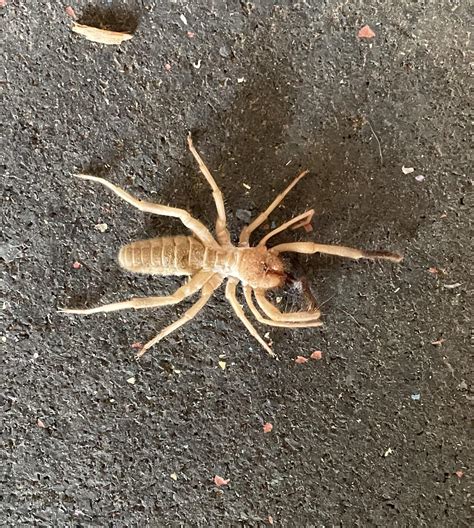 Camel Spider Eating Lizard