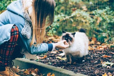 I gatti scelgono i propri UMANI Mito o verità