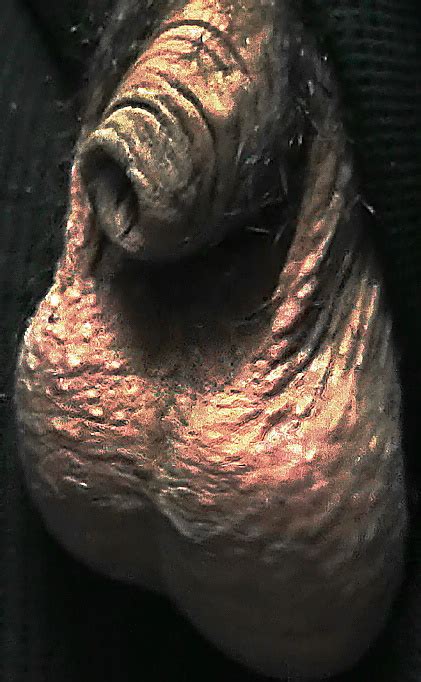 Sph Porn Pics PICTOA