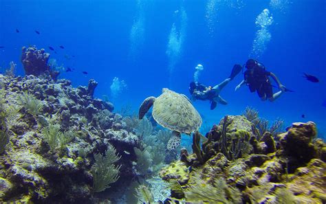 Gambar Di Dasar Laut Denah