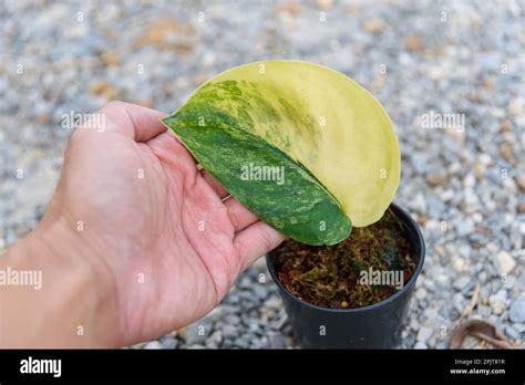 scindapsus jade satin variegated in the pot Stock Photo - Alamy